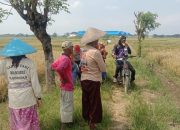 Panen Raya Di Kabunan Petani Tuai Kegembiraan