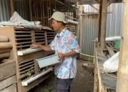 Peternak Ayam Perlu Perhatian Serius dari Pemerintah