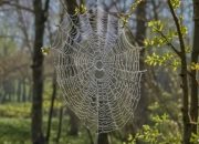 Editorial : Jaring Laba – Laba Bernama Pindai SITAPAK, Tapi Kok Masih Buta?