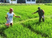 Kemanunggalan TNI dan Petani : Ujud Terlaksananya Program Ketahanan Pangan