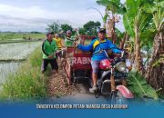 Tak Menunggu Bantuan, Petani Mangga Desa Kabunan Bergotong Royong Menambal Jalan Usaha Tani