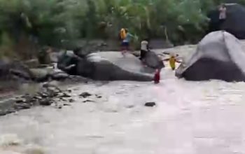 Bocah 10 Tahun Hanyut di Sungai Simpur Belik Pemalang, Tim SAR Gabungan Terus Lakukan Pencarian