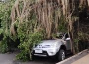 Hujan Deras dan Angin Kencang Lumpuhkan Batang: Pohon Tumbang, Listrik Padam, Jalur Pantura Macet Total
