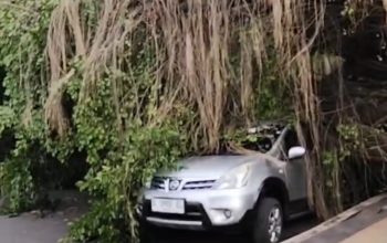 Hujan Deras dan Angin Kencang Lumpuhkan Batang: Pohon Tumbang, Listrik Padam, Jalur Pantura Macet Total