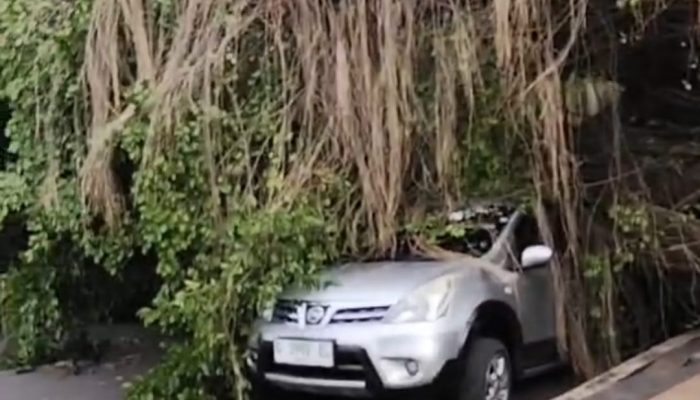 Hujan Deras dan Angin Kencang Lumpuhkan Batang: Pohon Tumbang, Listrik Padam, Jalur Pantura Macet Total