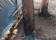 Cemara Laut Pantai Widuri Diduga Sengaja Dibakar Oleh Oknum tidak Bertanggung Jawab : Ada Apa di Balik Lahan Pesisir Pemalang?