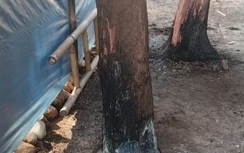 Cemara Laut Pantai Widuri Diduga Sengaja Dibakar Oleh Oknum tidak Bertanggung Jawab : Ada Apa di Balik Lahan Pesisir Pemalang?