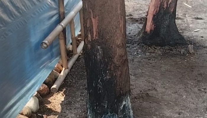 Cemara Laut Pantai Widuri Diduga Sengaja Dibakar Oleh Oknum tidak Bertanggung Jawab : Ada Apa di Balik Lahan Pesisir Pemalang?