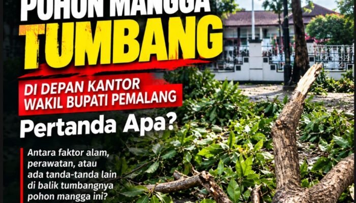 Ketika Pohon Tumbang, Akar Persoalan Mulai Terlihat