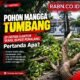 Ketika Pohon Tumbang, Akar Persoalan Mulai Terlihat